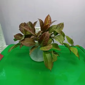 ХОЙЯ САНРАЙЗ