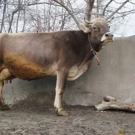 Sygyr Süÿytlek şiwit