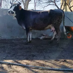 Sygyr Süÿytlek şiwit