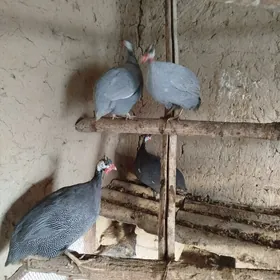 käkilik towugtkakilikkäkilik