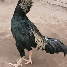 paroda horaz ve tovuk