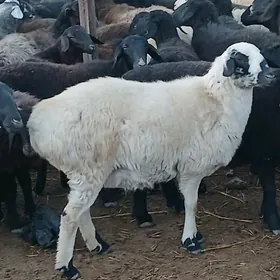 Kockar.  tokly guzular