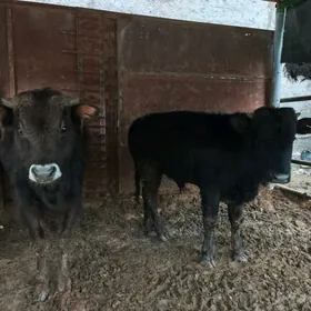 Gole öküz göle okuz