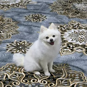 Померанский шпиц