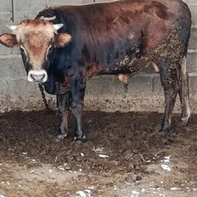 bakylan tohum öküz