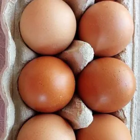 ýumurtga loman braun