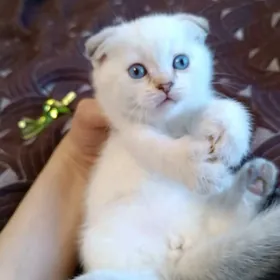 Шотландский вислоухий котёнок