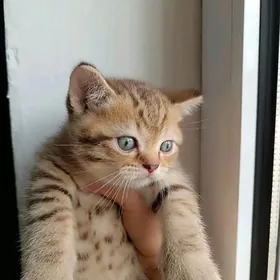 Шотландский котенок