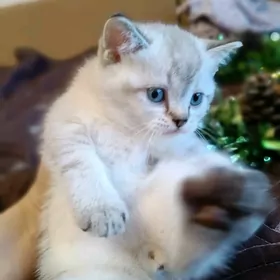 Шотландский котёнок