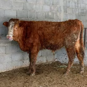 Simental öküz tūwe