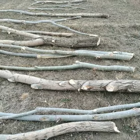 tal çapylan parnyga