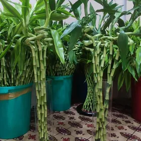 Голландский бамбук bambuk