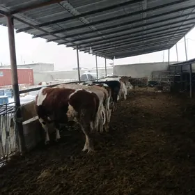 окузлер сыгырлар