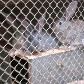 кролики 9 10 месяцев