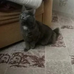 pisik pisijek кошка