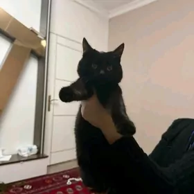 pisik котёнок britanski