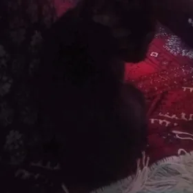 pisik котёнок