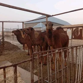 инен гайалыклар