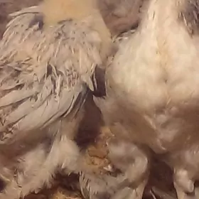 барма   жуже