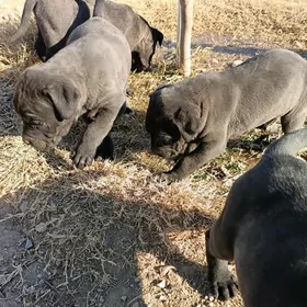 ЩЕНКИ КАНЕ КОРСО