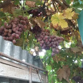 рассада вишни винограда розы