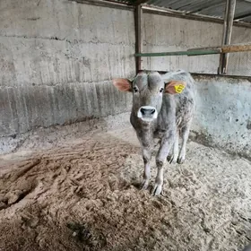 Şiwet Arassa Öküz