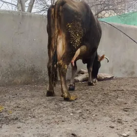 Şiwit süÿytly sygyr