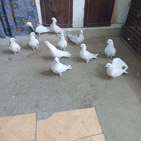 2саны АК галаны шейкалар