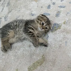 pişik çaga, котёнок