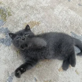 pisik caga, котенок