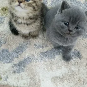 pisik çagalar, котята