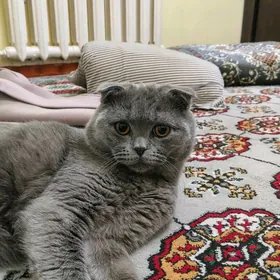 Шотландский вислоухи