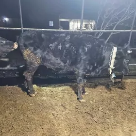 bakylan gyzlamadyk gylajyn