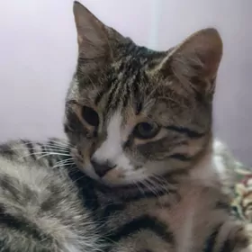 Сатлык пишик