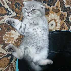 котёнок шотландский