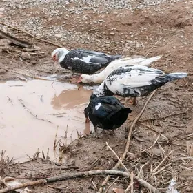 Paroda indawutgalar.