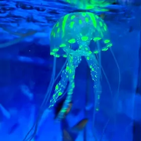 Медуза для аквариума