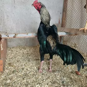 Турк ШАМО ЖУЖЕ