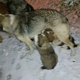 щенята в добрые руки