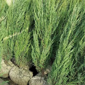 Satlyk türk mawy ýaýpañ ýolka,