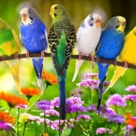 popugay setka papugay