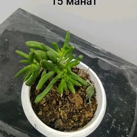 Домашний растения