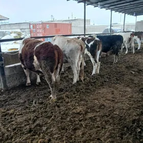 окуз сыгырлар