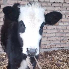 породну окузче ве унаджын