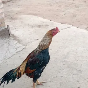 Хораз янында товугыда бар.