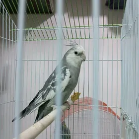 karella popugay карелла