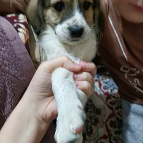 мальчик в добрые руки