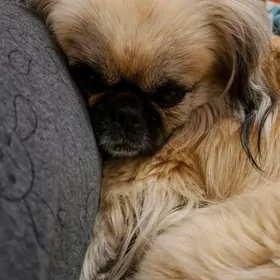 Продаю собаку