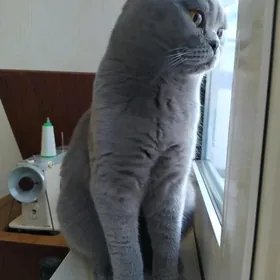 Кот на вязку