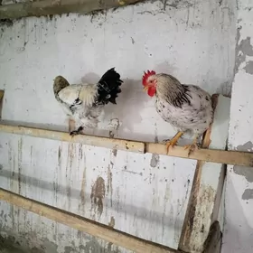 Петухи юрловской породы